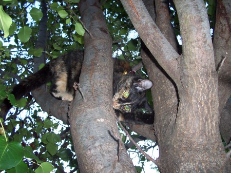 Izzy, my little tree climber