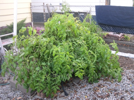 Tomatoe plants (2)