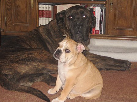 Jax and Jersey(bullmastiff and Bulldog)