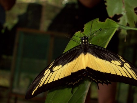 Iquitos, Peru