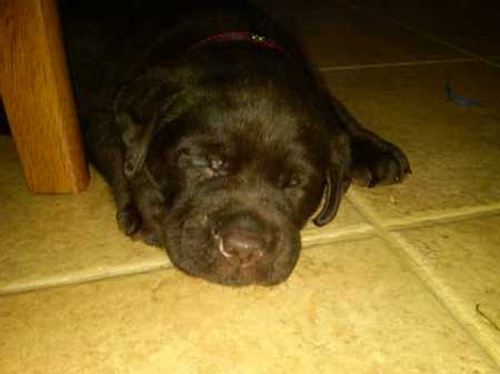 Fudge in kitchen napping