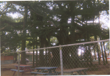 A  tree in Aguada PR