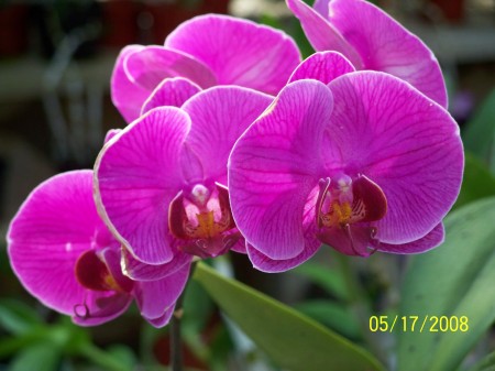 Gorgeous orchids in Xcaret