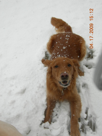 SARGE SPRING SNOW STORM 4/2009