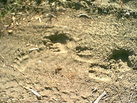 Brown Bear footprint