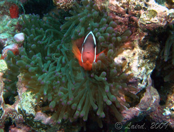 Red and Black Anenome Fish