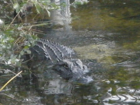 New Year's Eve in the Everglades 2009