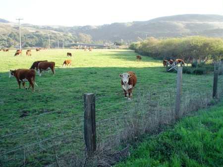 Curious cow along the Russian River