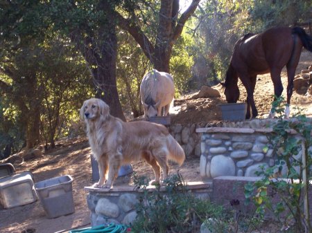 Bodie surveying his domain