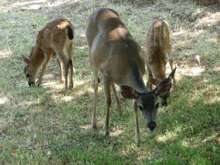 mom & her twins