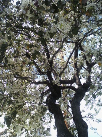 spring tree