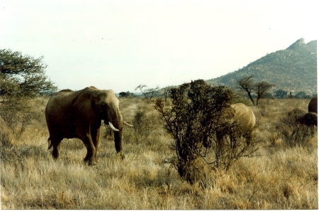 African Elephants--Serengeti