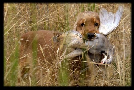 Chukar Partridge