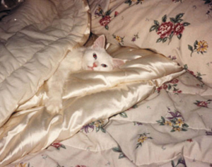 Snowflake the Pampered Cat "Satin Is My Life"