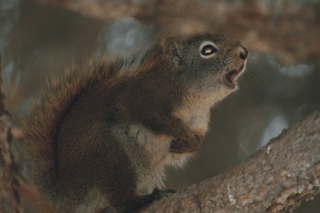 Spring squirrel