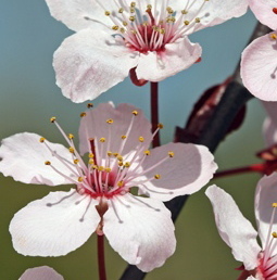 Cherry_Blossom_IMG_2502_v2_desktop_400_2