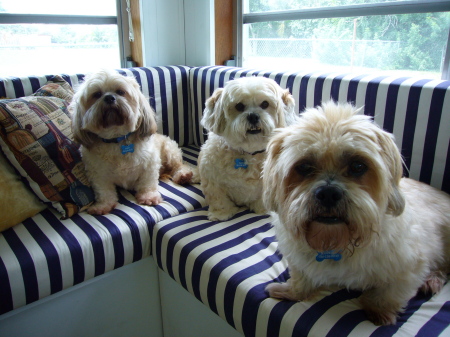 Dusty, Carol & Louie-Louie at home in Florida