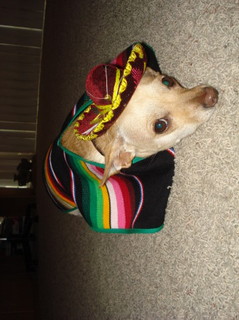 Cinco de chihuahua