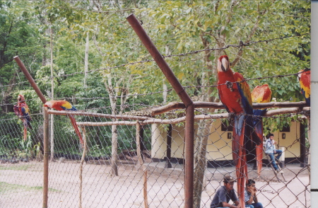 Macaws in Coban, Honduras