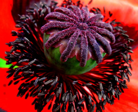 Inner Beauty  -  Orange Poppy