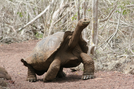 Galapagos Islands, Ecuador