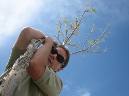 dave at top of tree