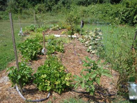 veggie gardens