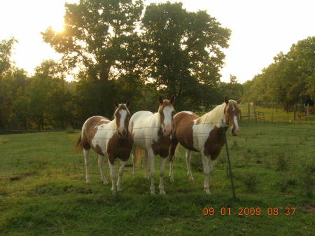 my horsey's