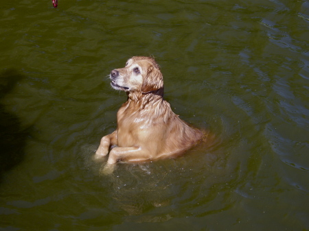 Chelsea Bird/Fish Dog - Helping way too much!