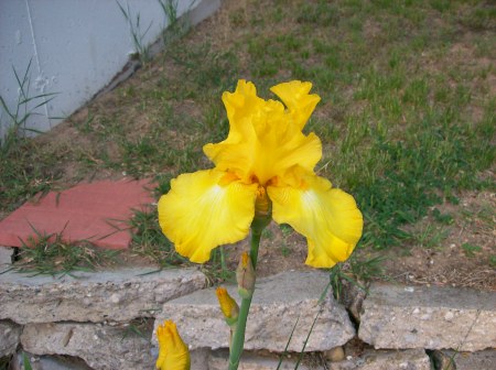 Giant Iris