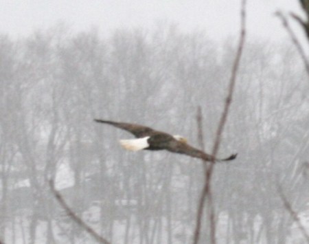 Bald Eagle flying past our house 2/15/10