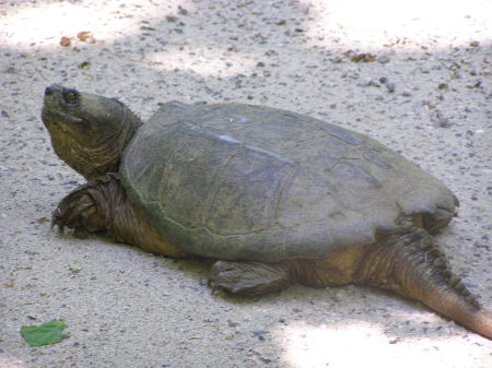 Snapping Turtle