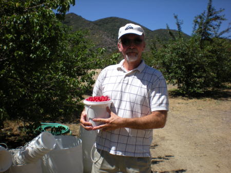 Annual Cherry picking in Lancaster, Ca