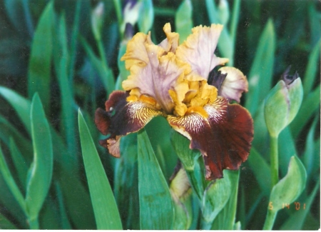 iris