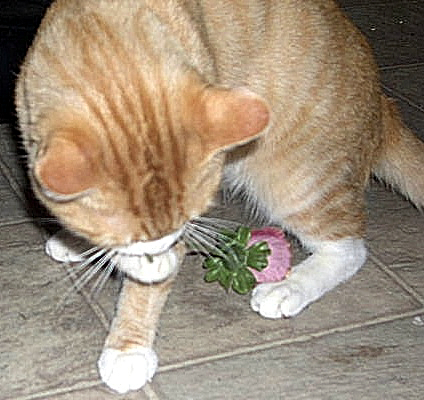 MOMMY I BROUGHT YOU A FLOWER!