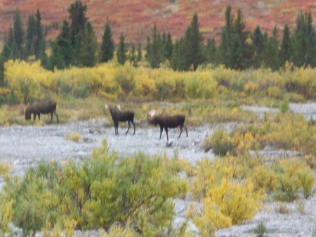 Denali National Park,AK