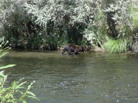 Klamath river Black bear