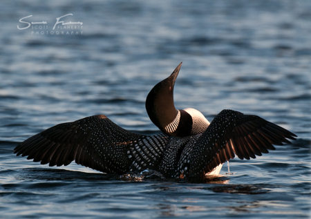 Common Loon - Wing flap