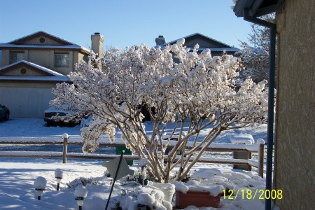 snow 2008 042