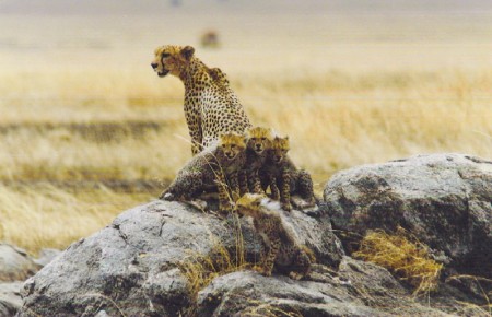 Cheetah Cubs-Serengetti Nat Park-Tanzania