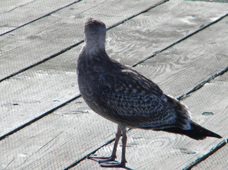 Sea gull on pier.