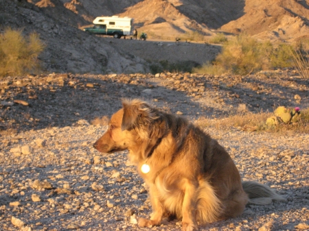 Coyote - Crusier with our rig in background.