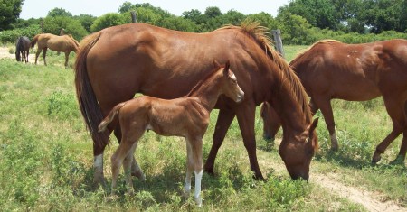 Cherokee's new foal 2009