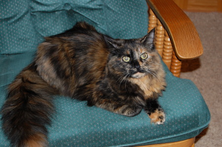 Tortie Maine Coon