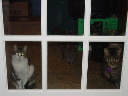 Look at those kitties in the window!