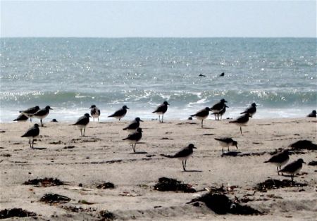 Birds relaxing on the beach