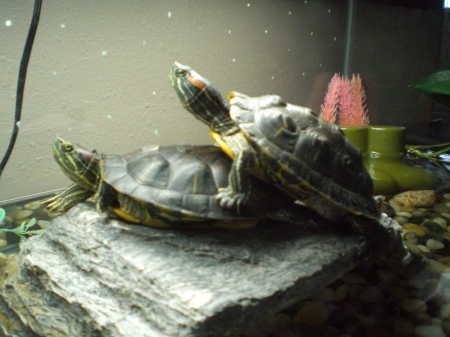 What my turtles did on Valentines Day!
