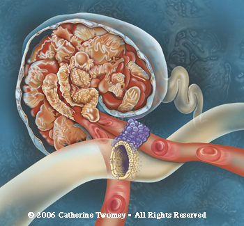 Kidney: Function of the glomerulus