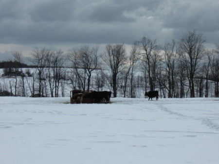 Organic Dairy Heifers at feeder.