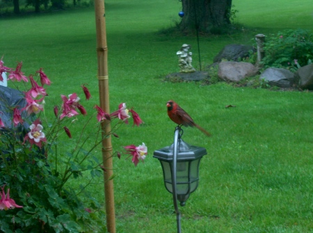 A cardinal comes to visit.